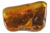 Detailed Fossil Fly (Diptera) In Baltic Amber #81731-1
